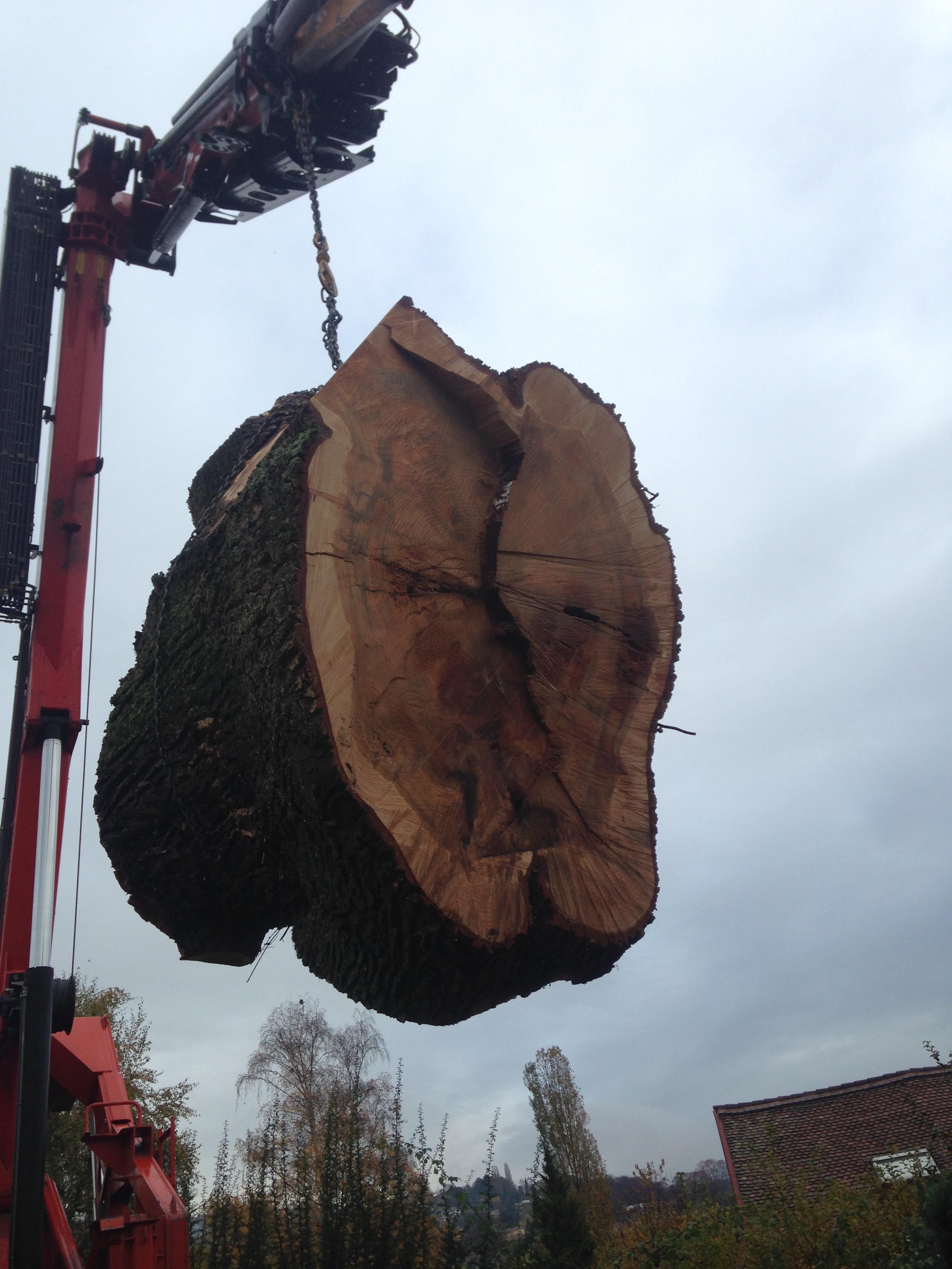 Abattage d'arbre de gros diamètre dans le Jura — SAS POLYVIER
